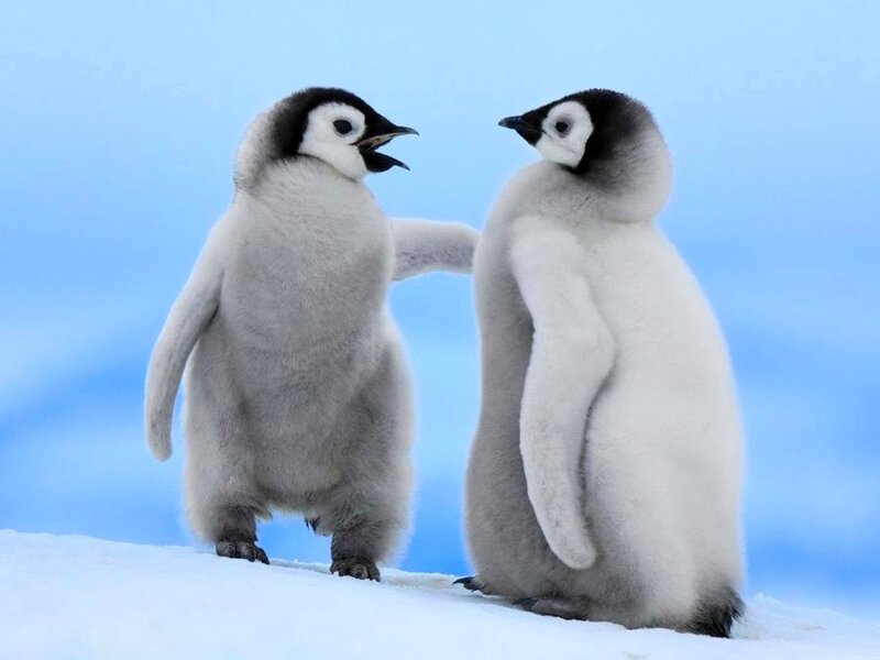 Two penguin chicks interacting