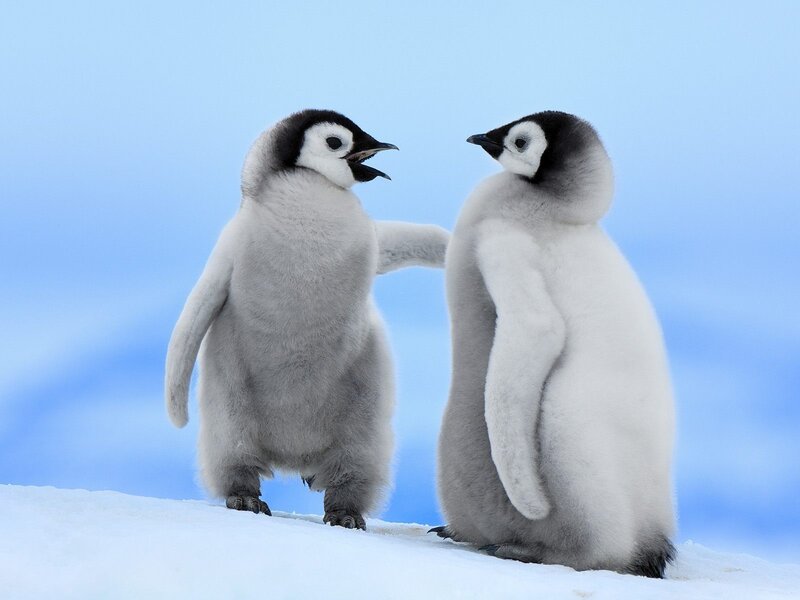 Two penguin chicks interacting