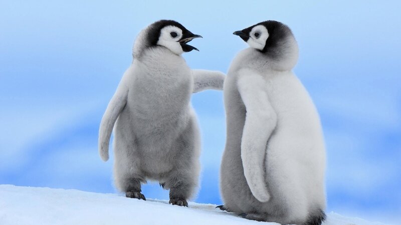 Two penguin chicks interacting