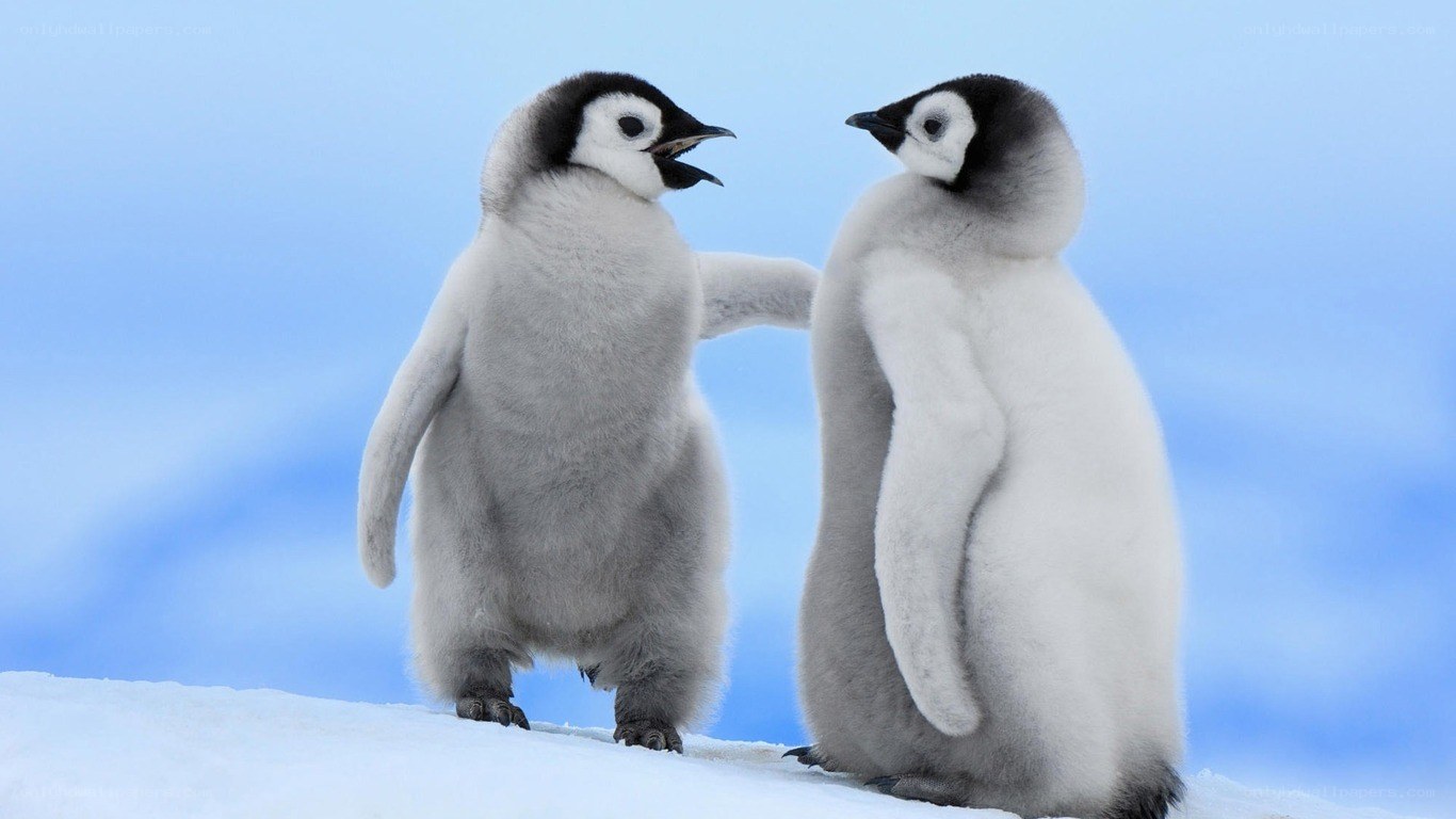 Two penguin chicks interacting