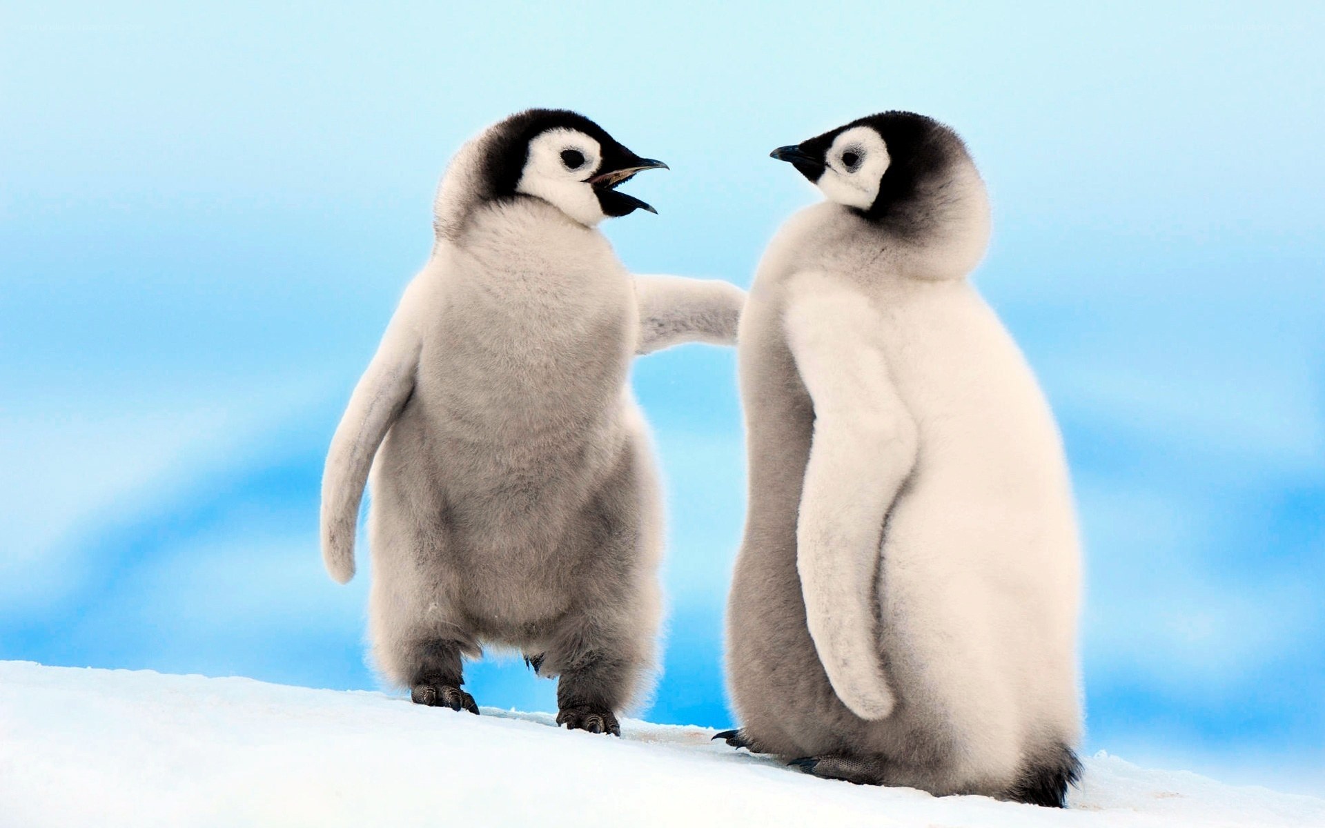 Two penguin chicks interacting