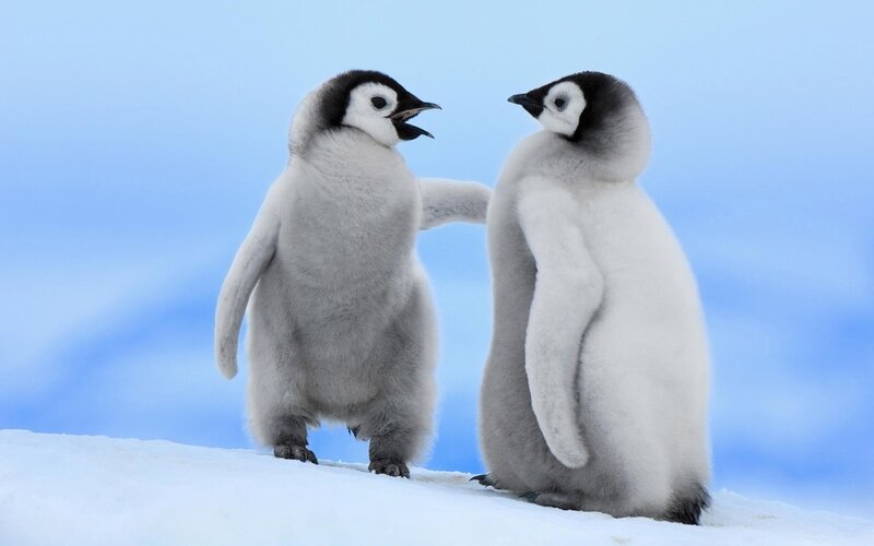 Two penguin chicks interacting
