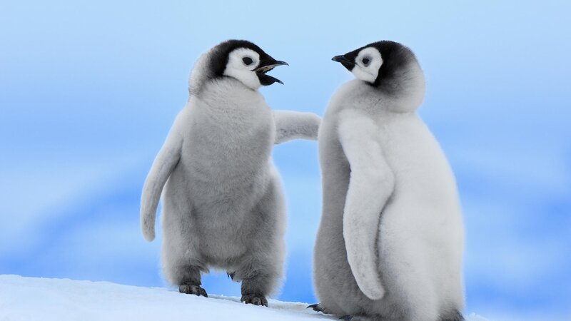 Two penguin chicks interacting