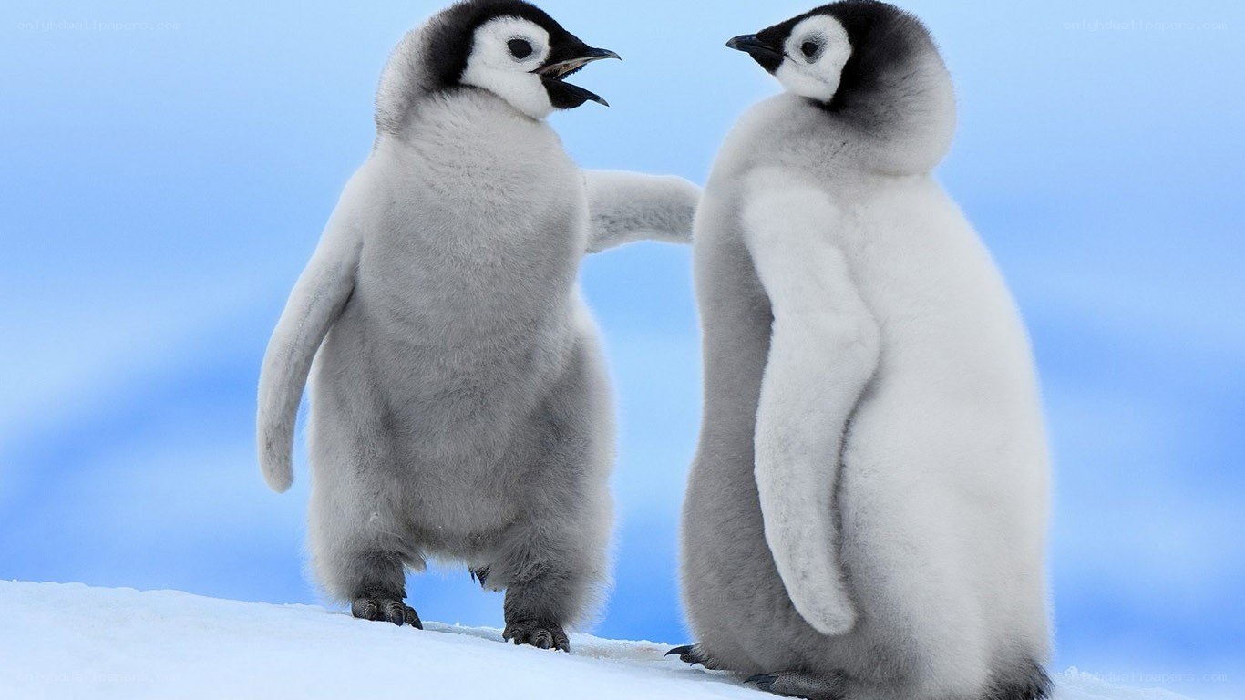 Two penguin chicks interacting