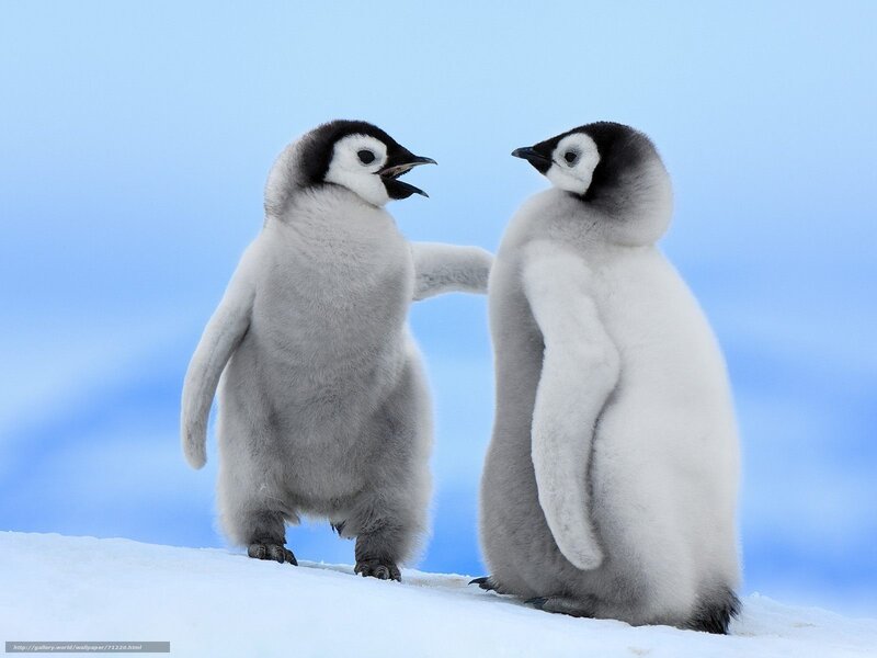 Two penguin chicks interacting