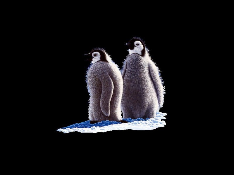 two penguin chicks on ice