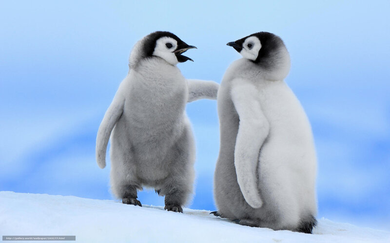 Two penguin chicks on ice