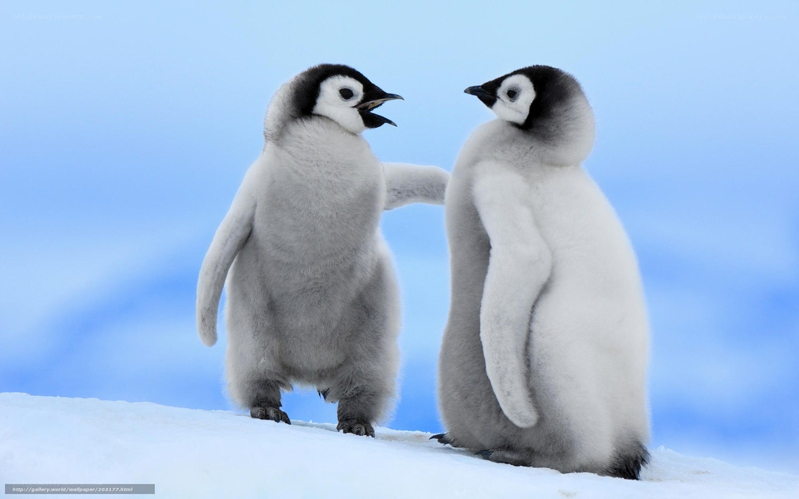 Two penguin chicks on ice