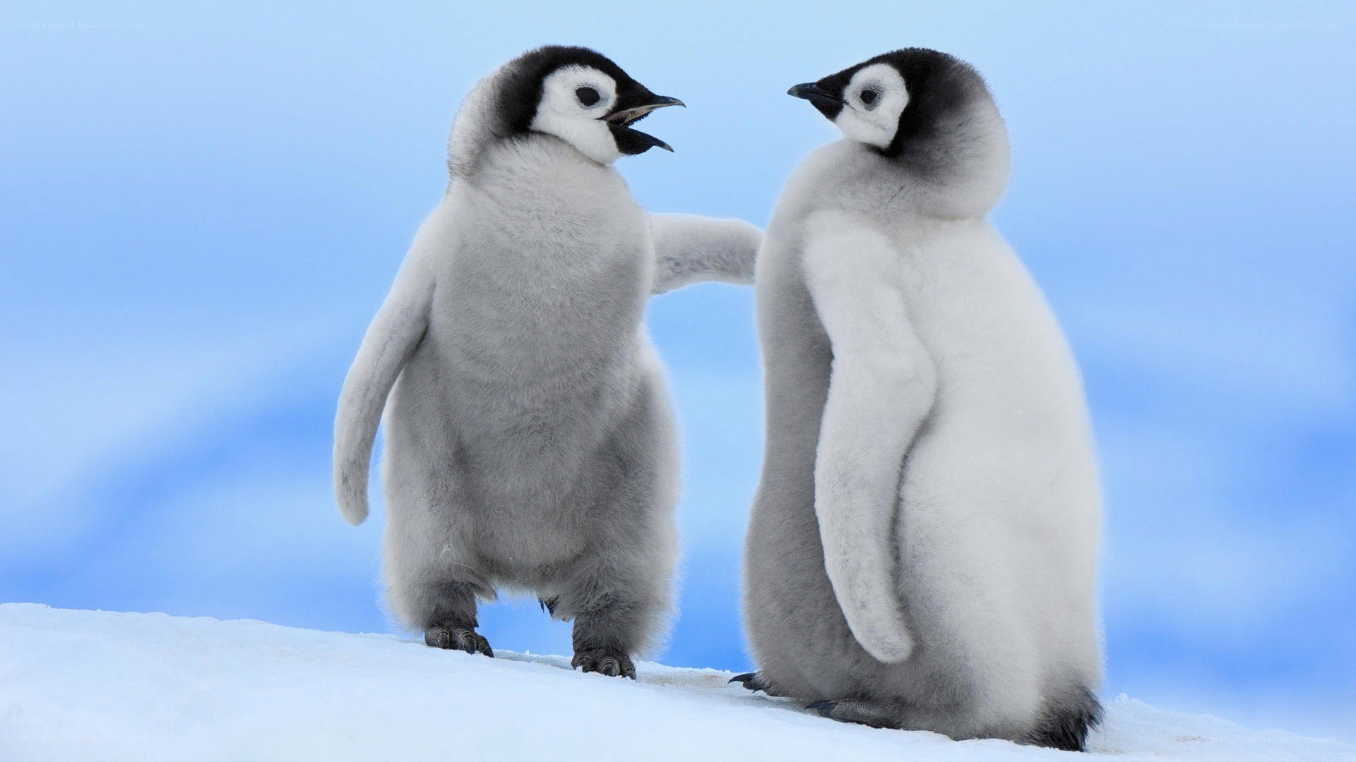 Two penguin chicks on snow