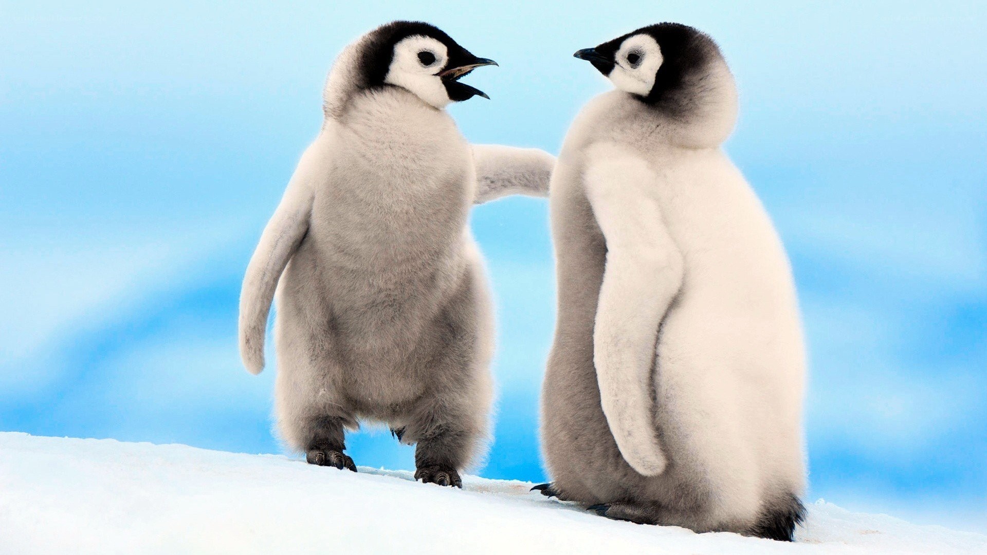 two penguin chicks on snow