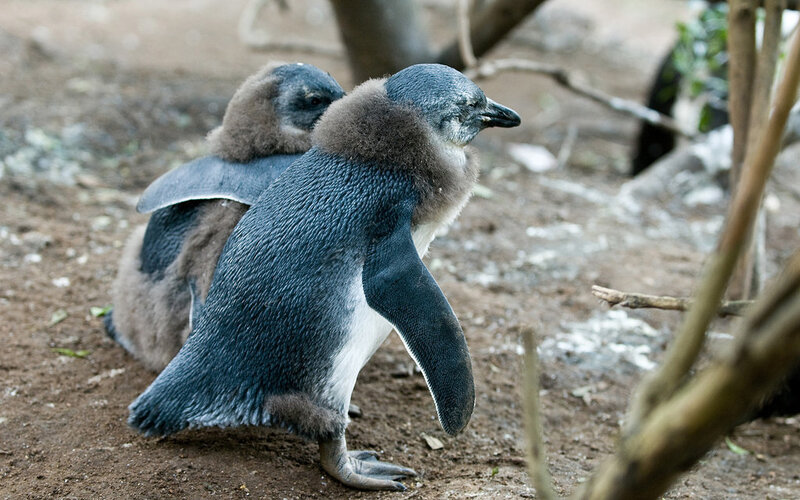 two penguin chicks walking