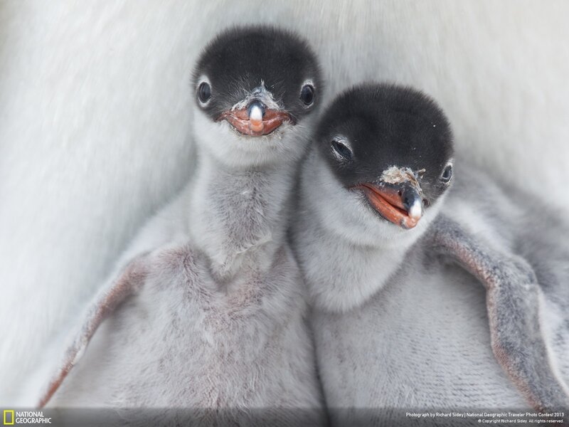 Two Penguin Chicks — White, Calm, Photograph, Penguins