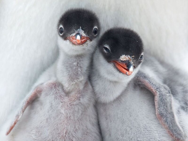 Two Penguin Chicks — White, Calm, Photograph