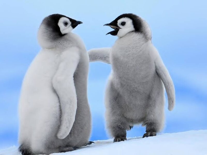 Two Penguin Chicks — White, Calm