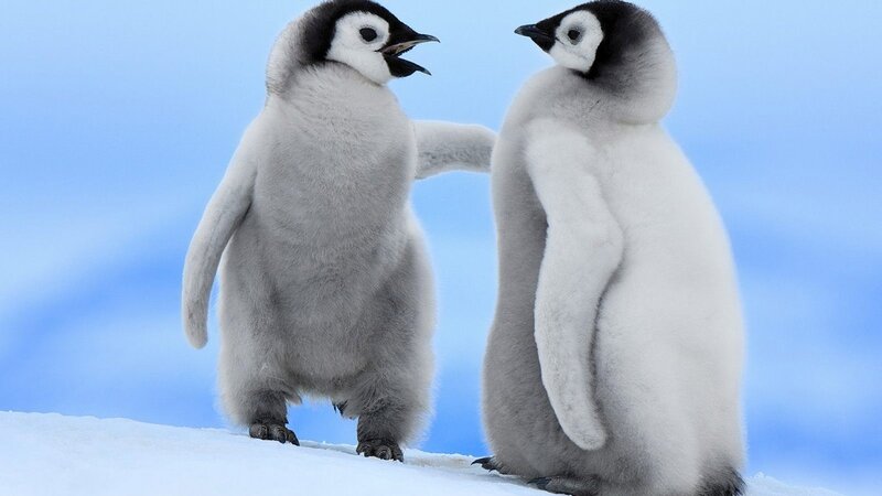Two Penguin Chicks — White, Calm, Winter, Photograph, Snow, Sky