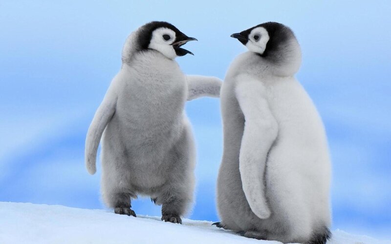 Two Penguin Chicks — White, Calm, Winter, Photograph, Snow