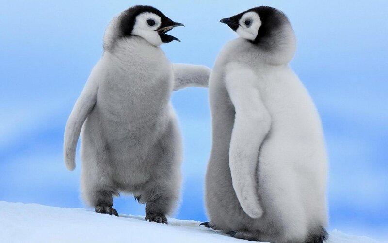 Two Penguin Chicks — White, Calm, Winter