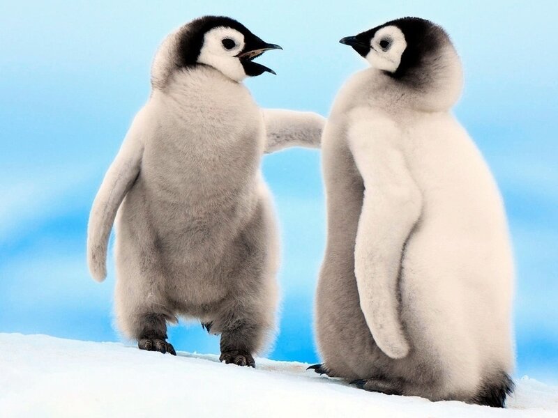 Two Penguin Chicks — White