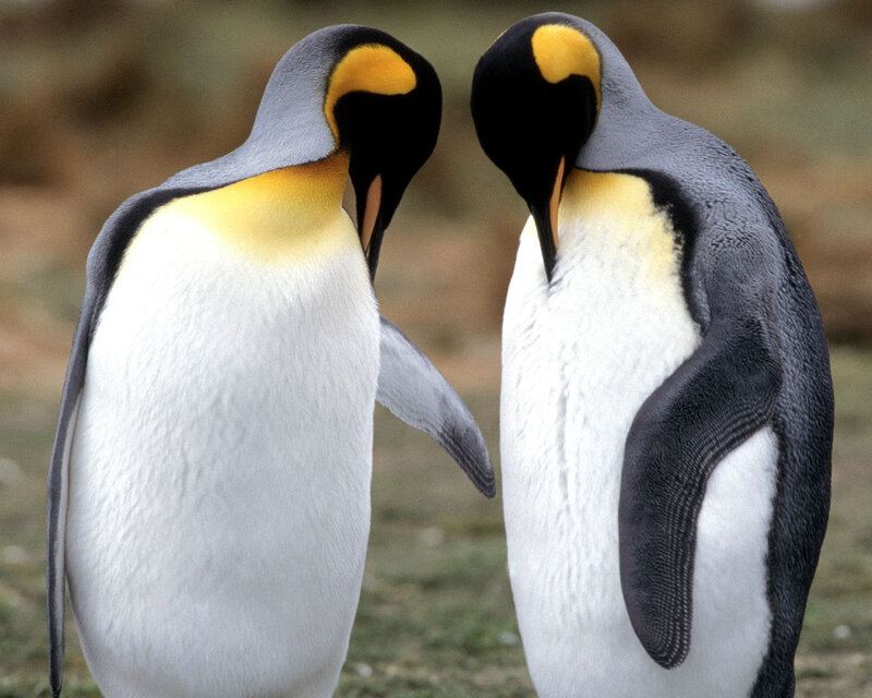 Two penguins facing each other