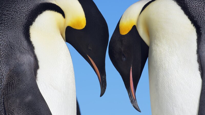Two penguins facing each other