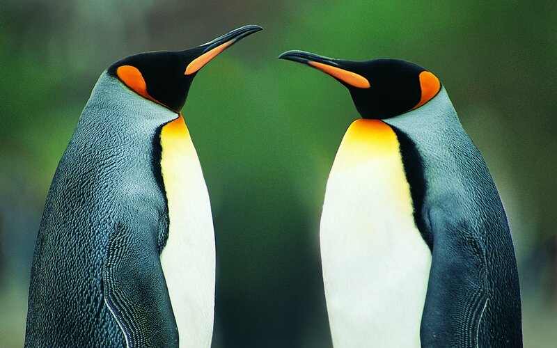 Two penguins facing each other