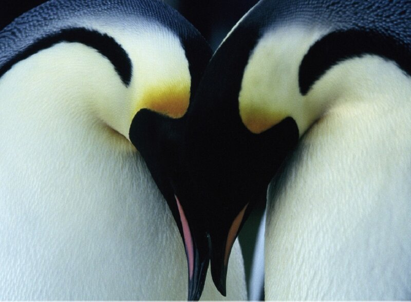 Two Penguins Facing Each Other — White
