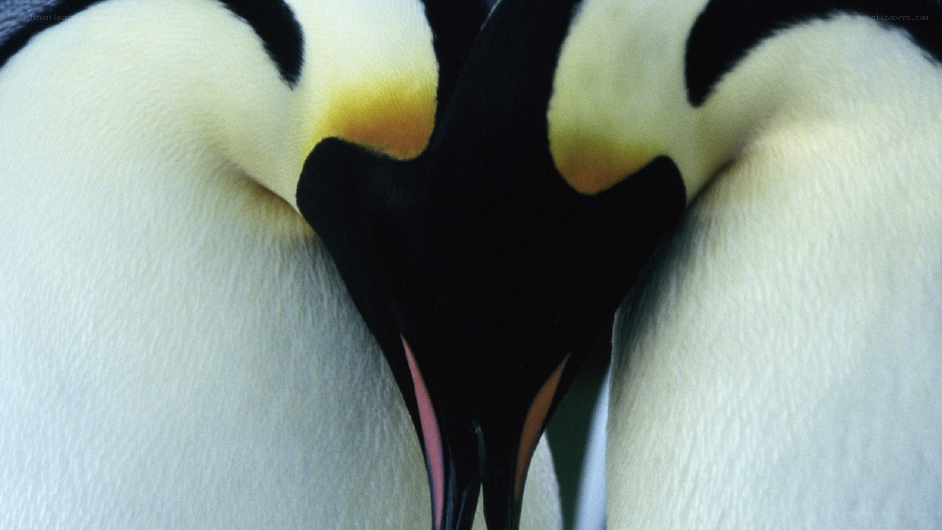 Two penguins in a heart shape