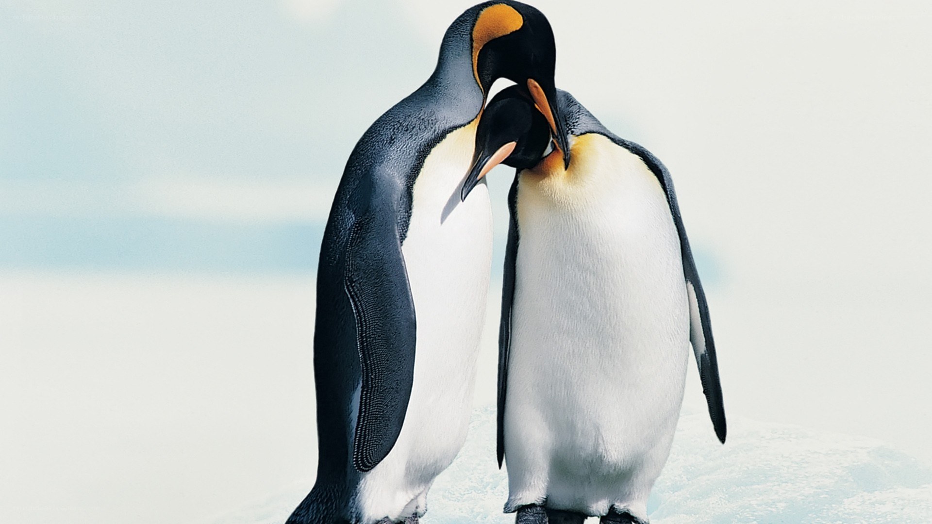 Two penguins in a snowy landscape