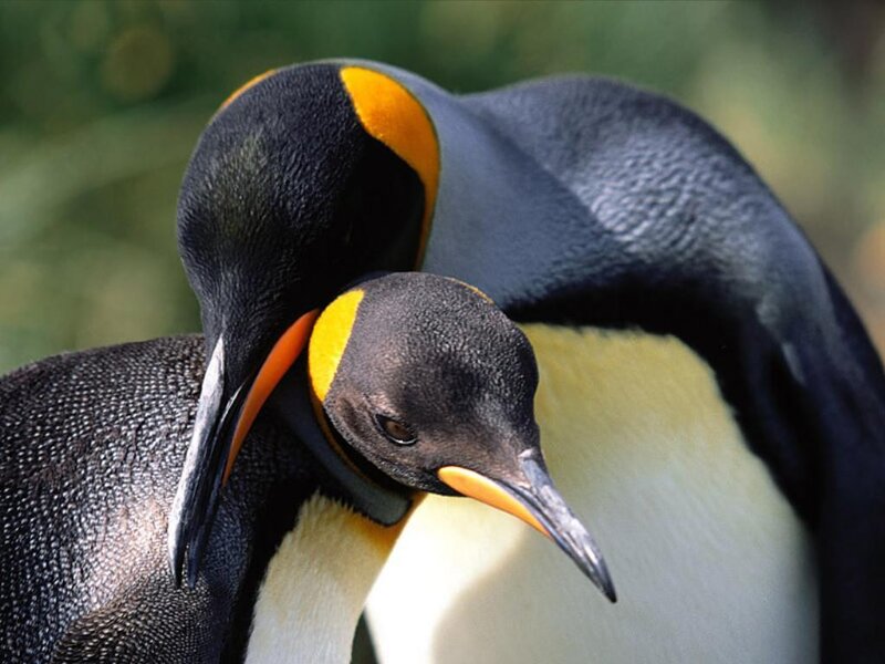 Two penguins in close proximity