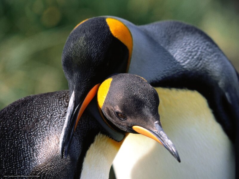 Two penguins in close view