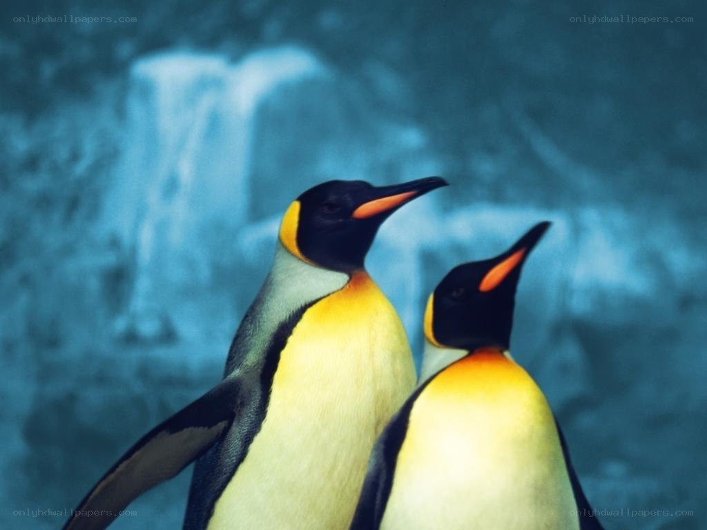 Two penguins in icy landscape
