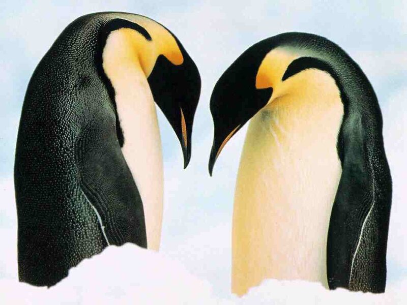 Two penguins in snow
