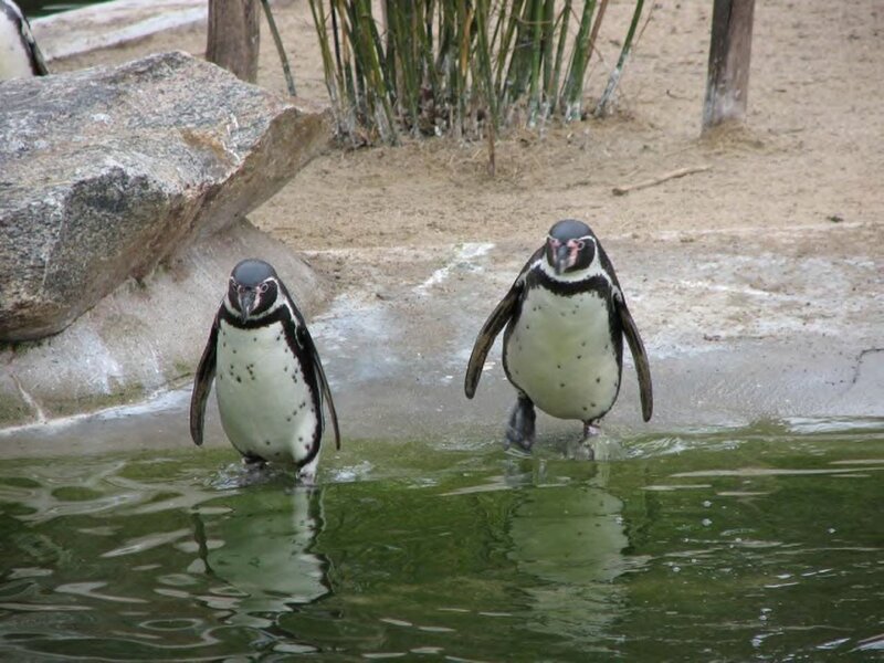Two Penguins in Water