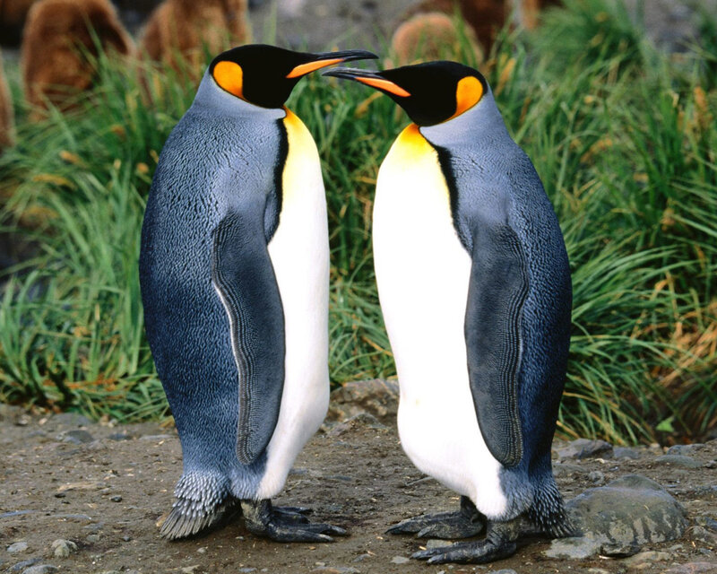 Two penguins interacting