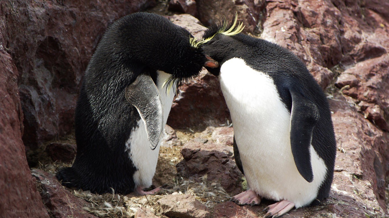 Two penguins interacting on rocks