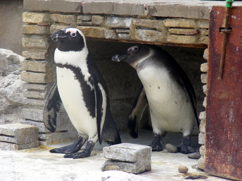 Two penguins near a stone shelter