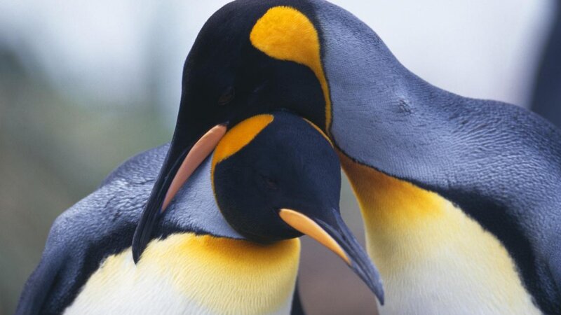 Two Penguins Nuzzling — Black