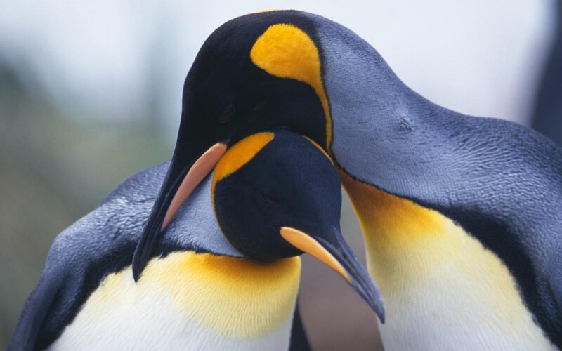 Two penguins nuzzling