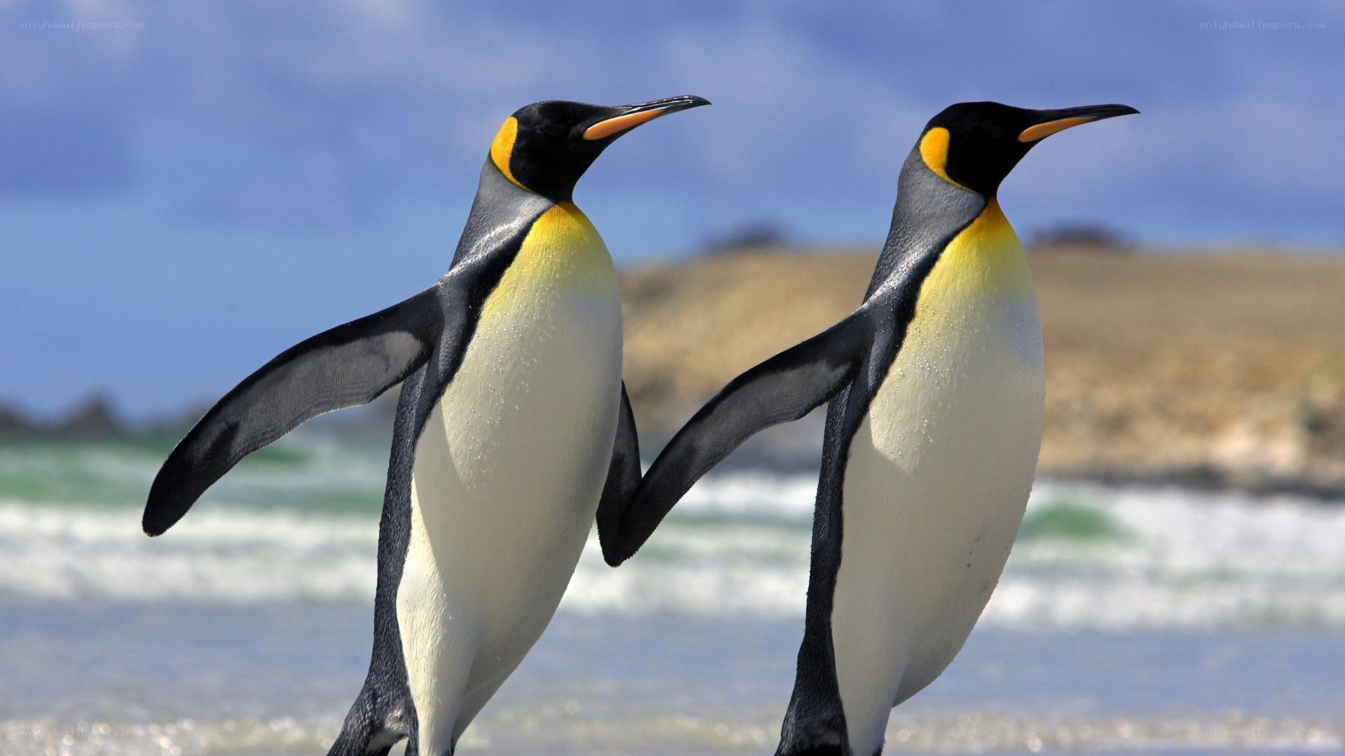 Two penguins on a beach