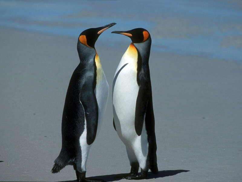 Two penguins on a beach
