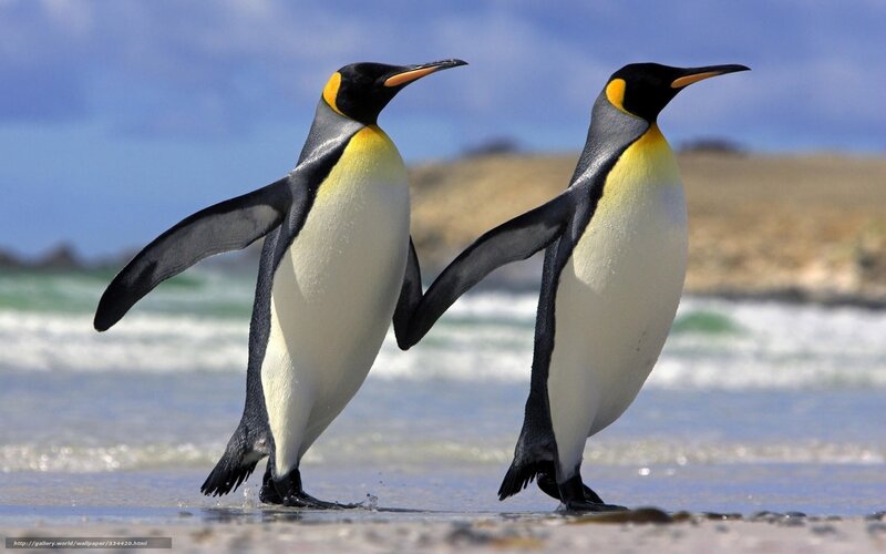 two penguins on a beach