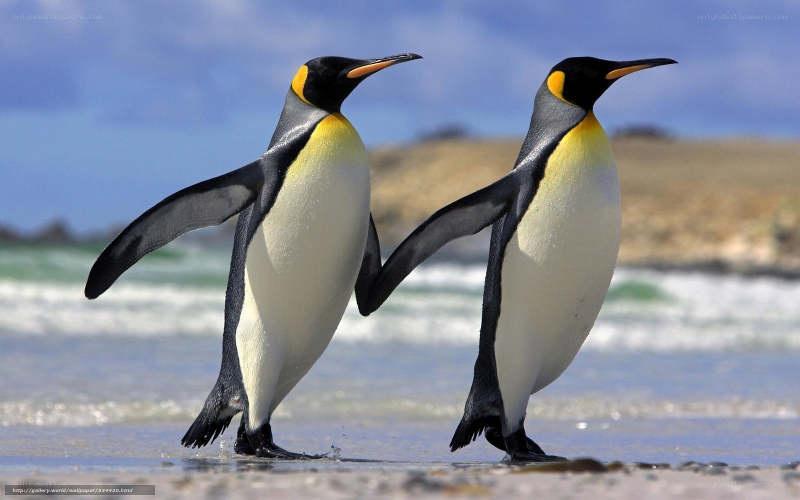 two penguins on a beach