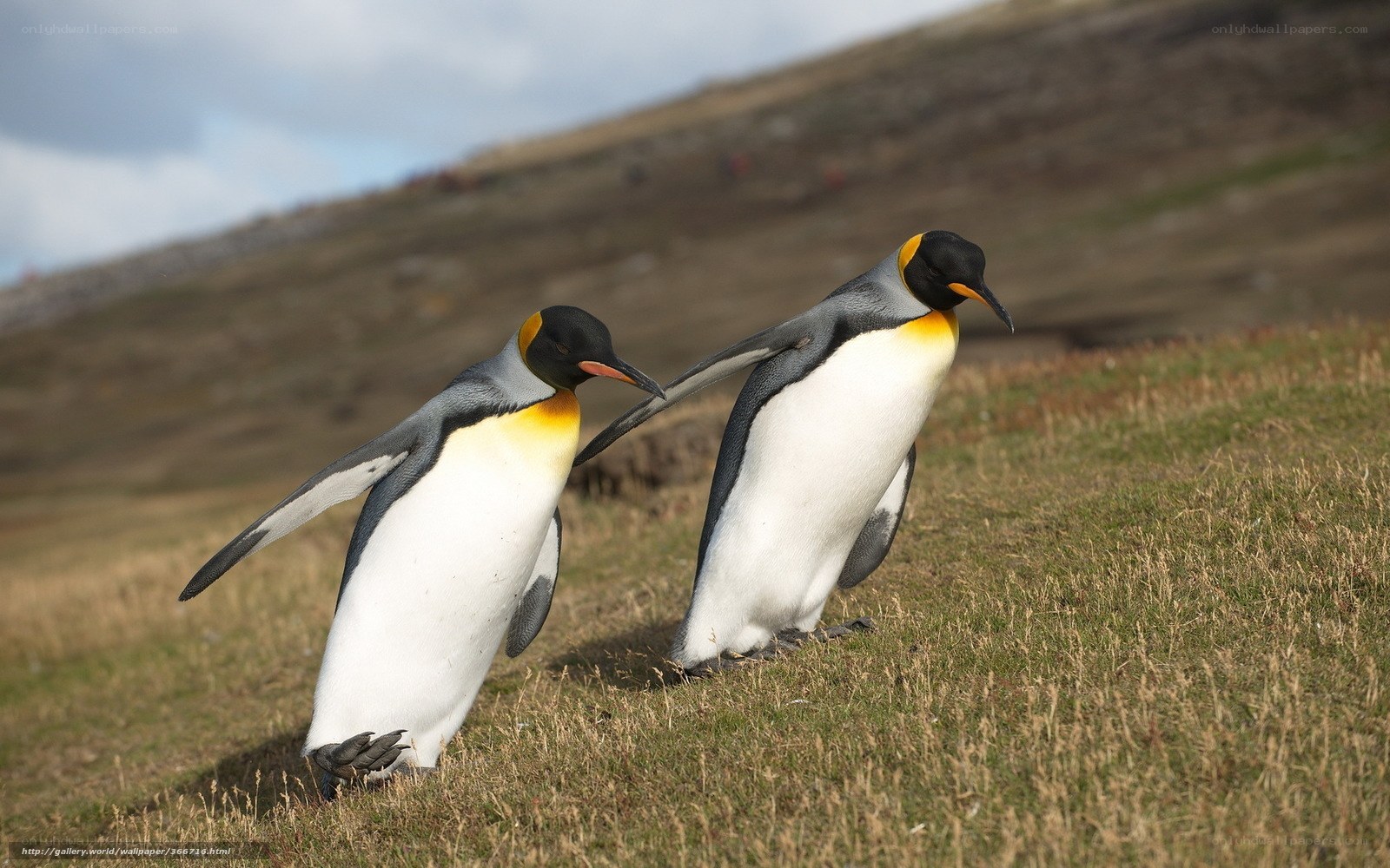 Two penguins on a grassy hill
