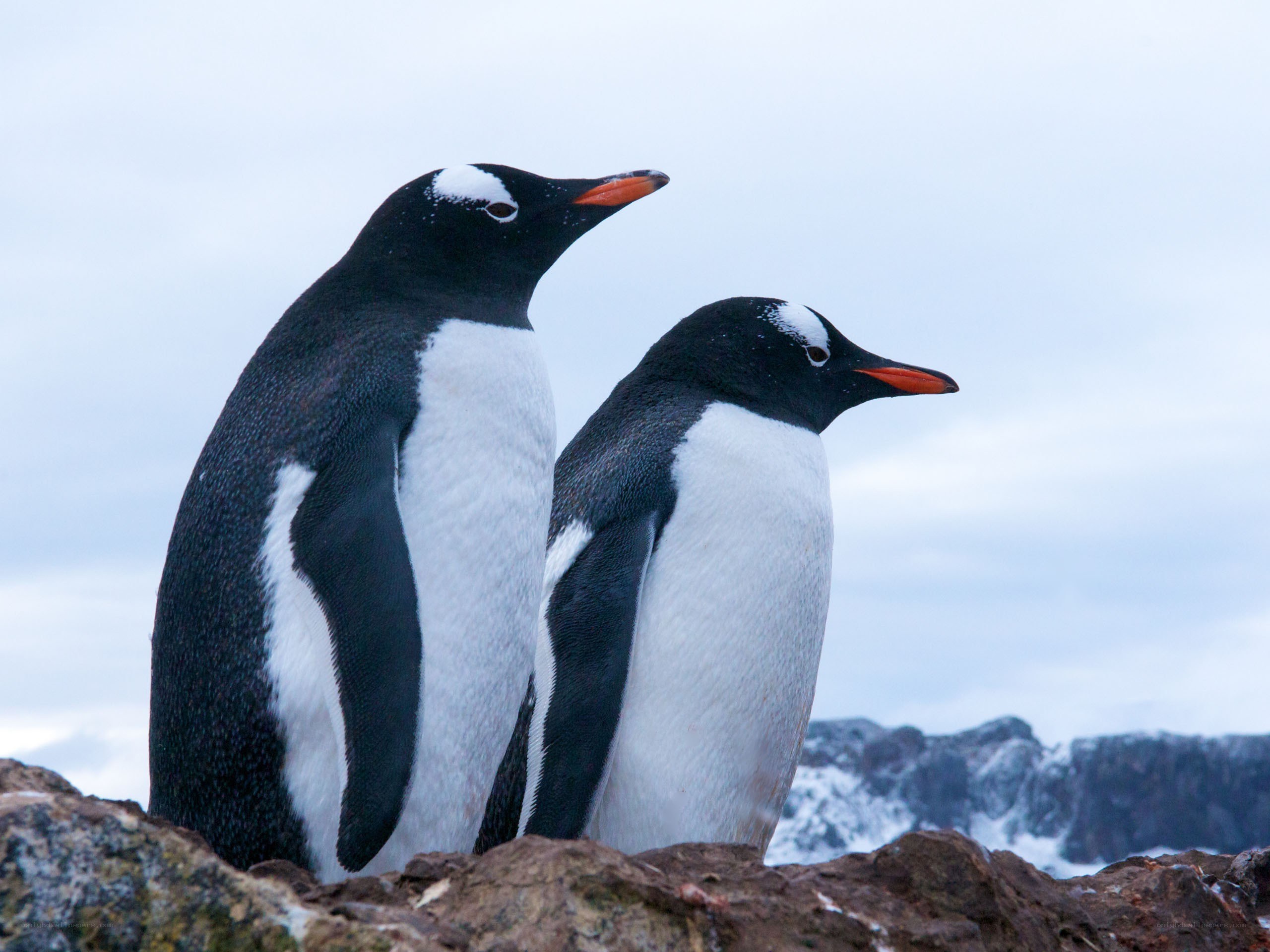 Two penguins on a rocky shore