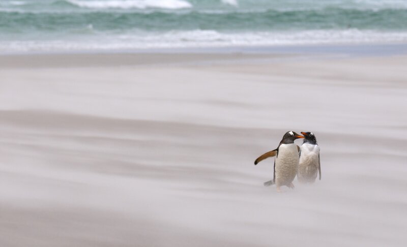 Two Penguins on Beach — Gray