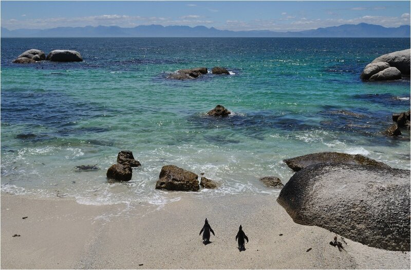 Two Penguins on Beach