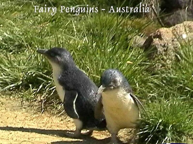 Two penguins on grass