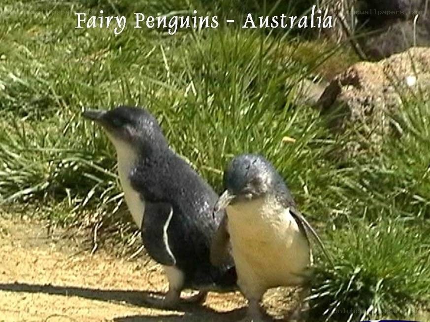 Two penguins on grass