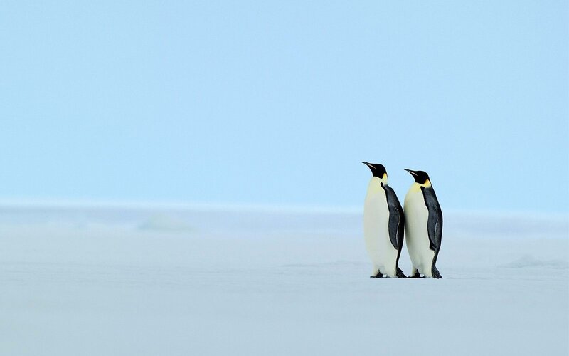 Two penguins on ice
