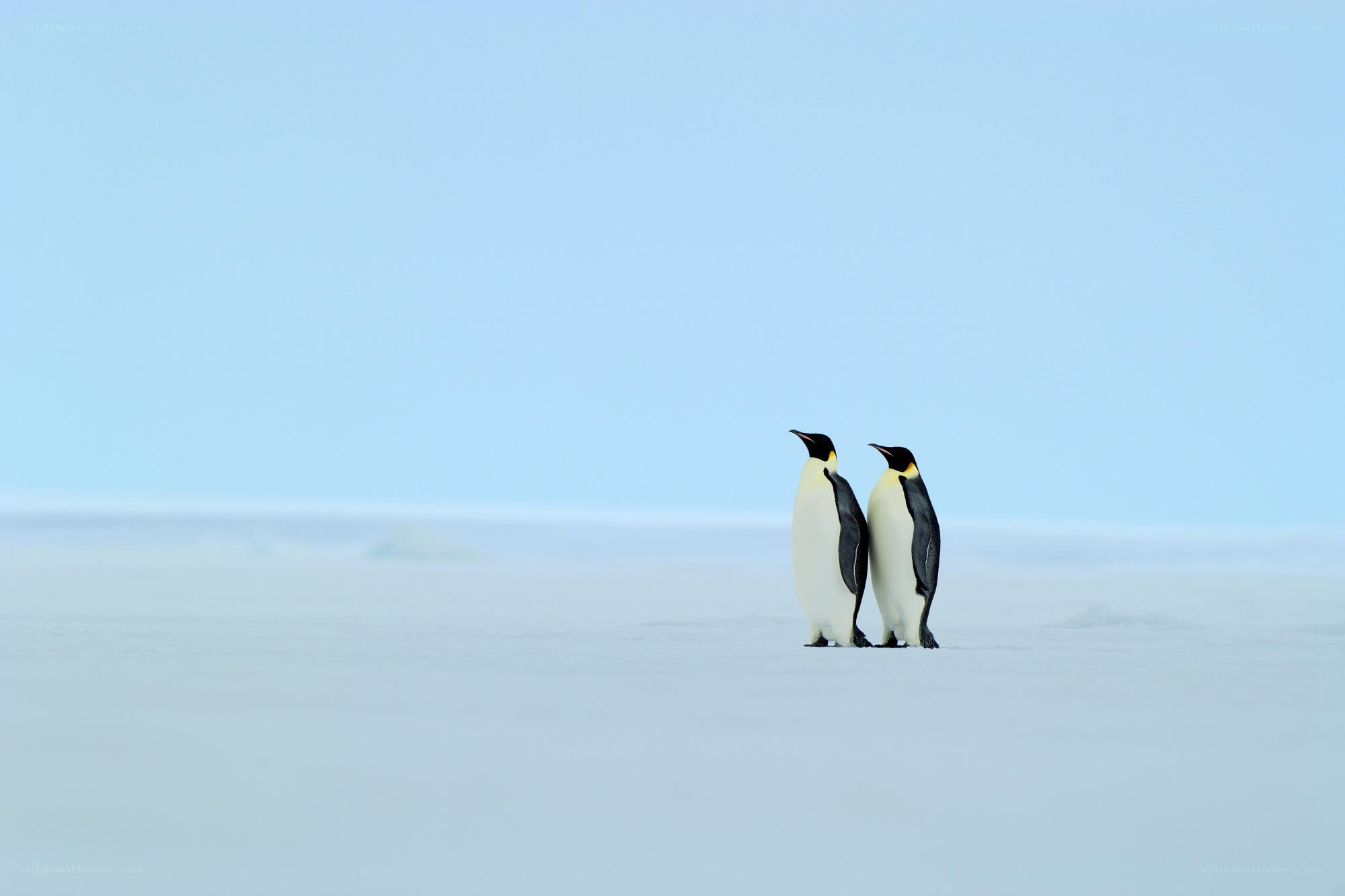 Two penguins on ice